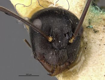 Media type: image;   Entomology 22793 Aspect: head frontal view
